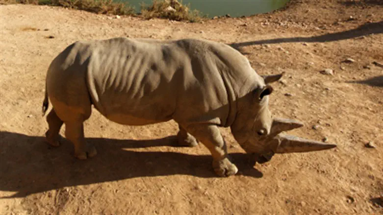 Носорог. Иллюстрация