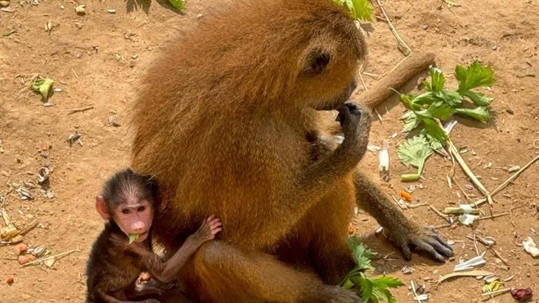בבונים תאומים