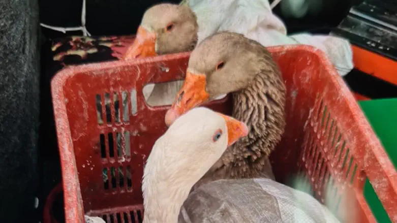 אווזים חיים קשורים בשק יוטה נתפסו בתא מטען