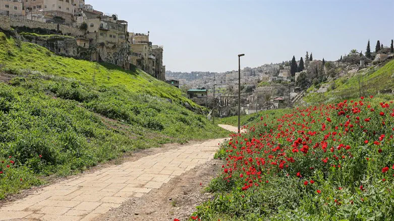 פריחה בעמק הקדרון