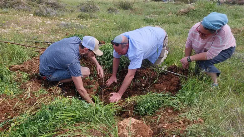ירון רוזנטל נוטע עץ