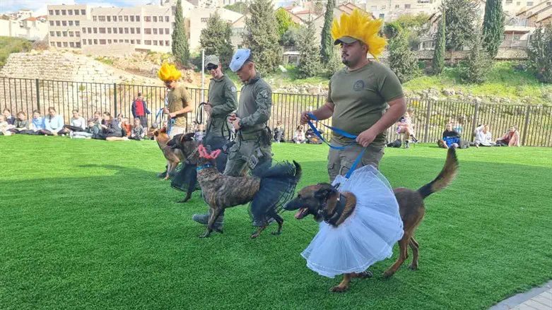 The dogs in costume