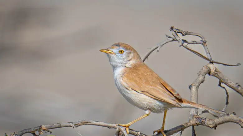 ציפור נדירה-סבכי אפריקני