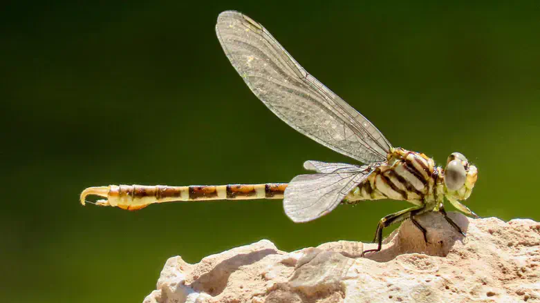 מין שפירית חדשה בנאות סמדר