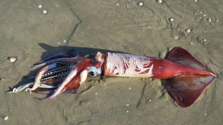 The neon flying squid