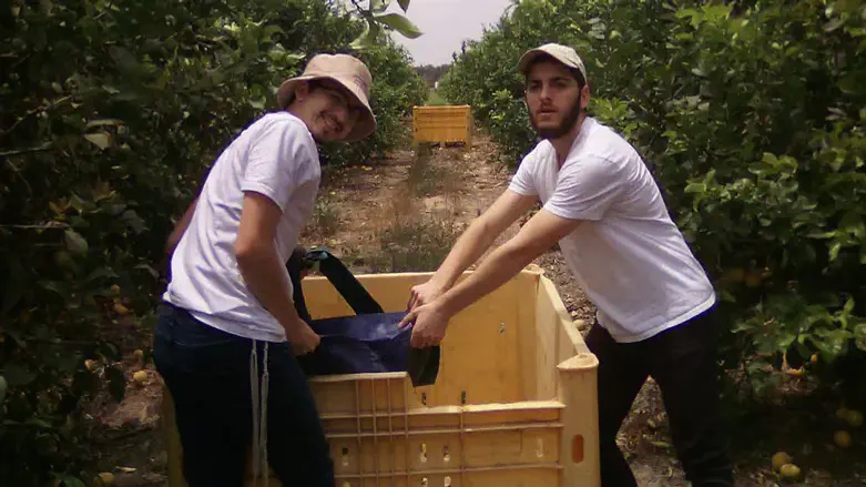 תלמידי הישיבה מסייעים לחקלאים בעוטף