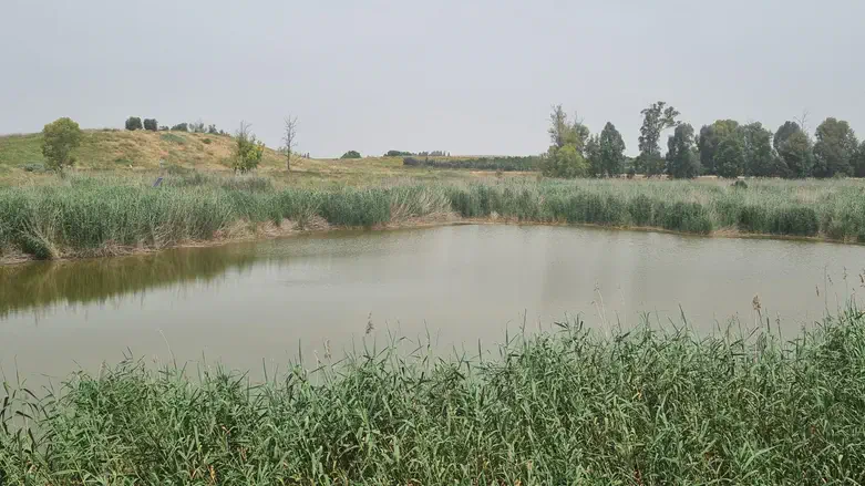 טבע עירוני בעינות גיבתון