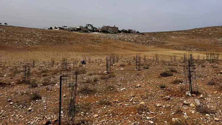 Planting near Nokdim