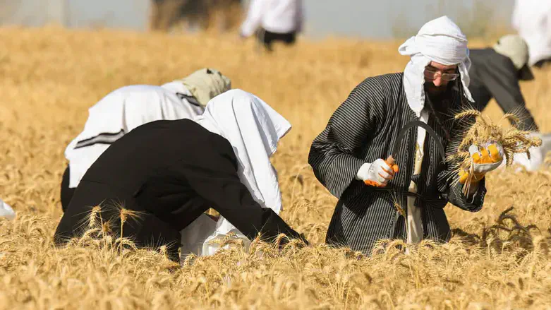 קצירת העומר