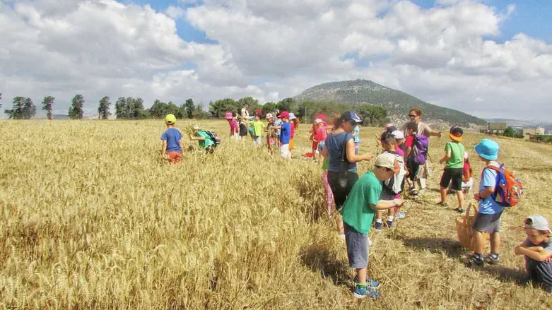 מהחיטה את הלחם