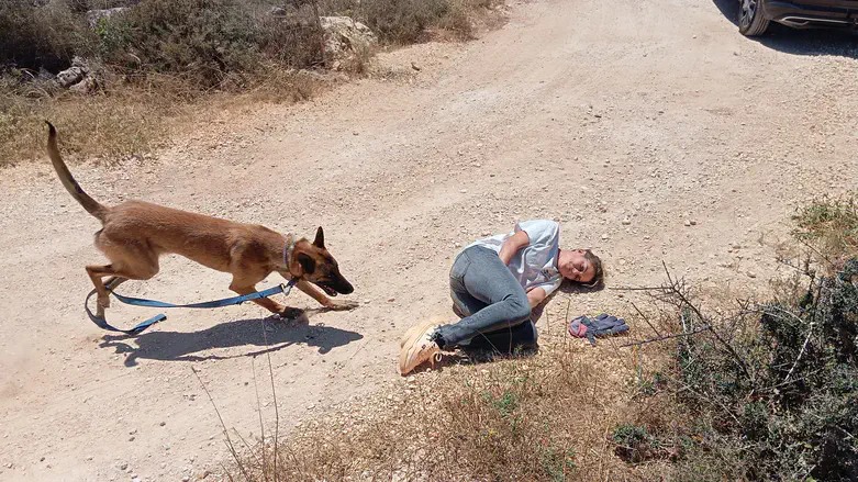 An IDU dog practices locating a victim