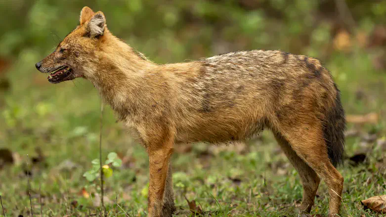 Canis aureus