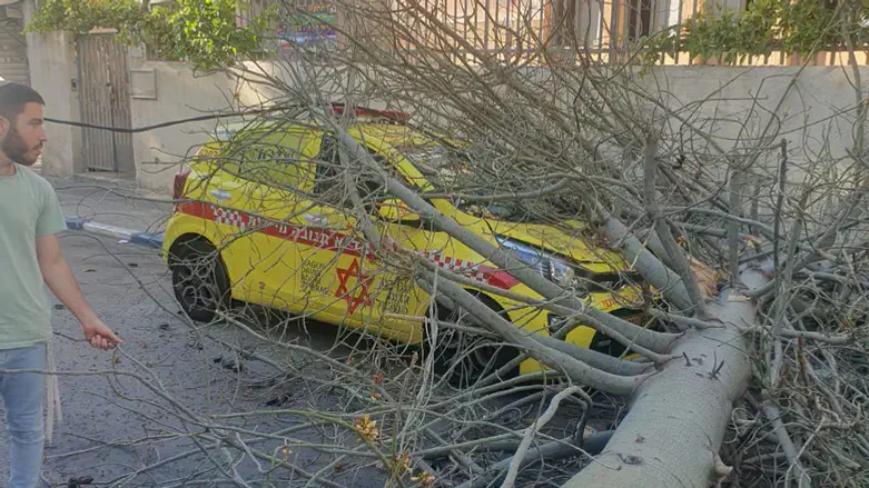 Tree falls on Magen David Adom vehicle