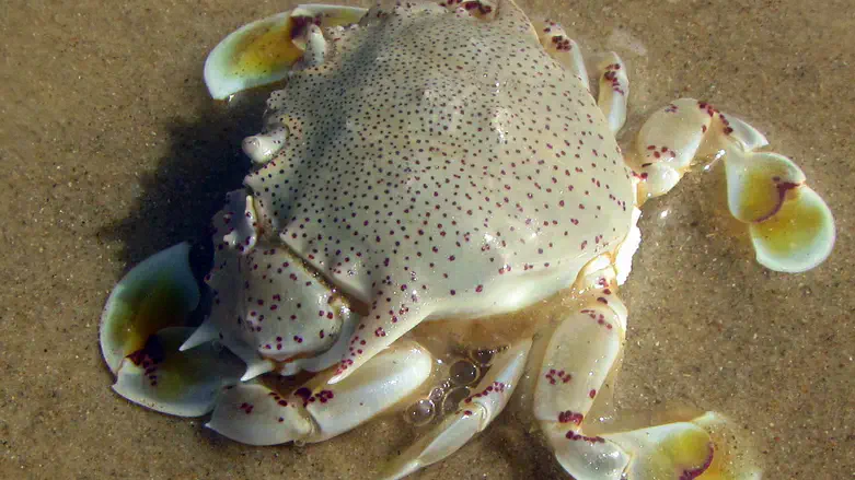 הסרטן מטוטה ויקטור