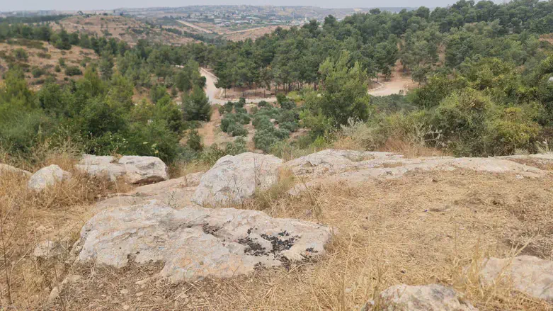 יער חורשים