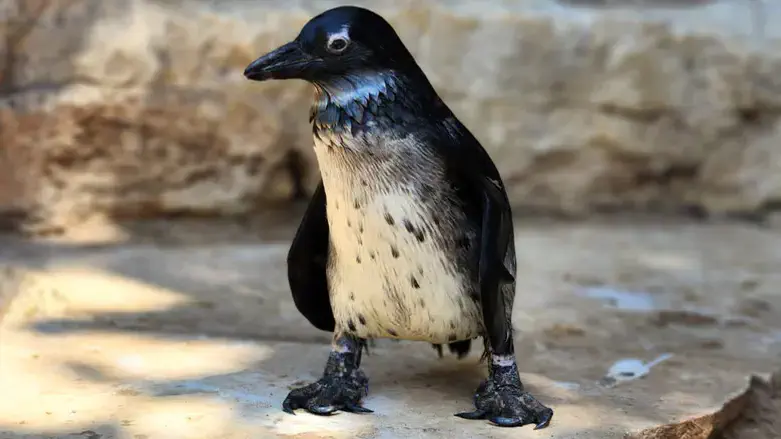 גוזל פינגווין חדש