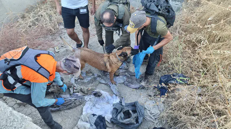 During the search