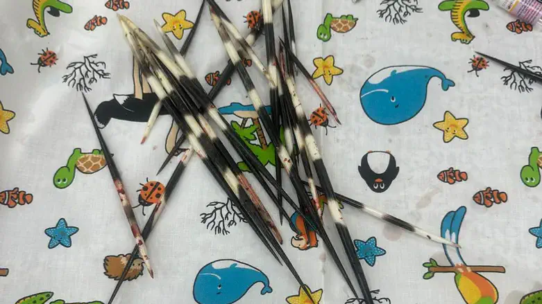 דוקרני הדורבן אחרי הטיפול