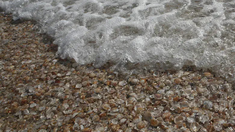 הצדפים מעניקים מבט של יופי גם על המוות. אילוסטרציה