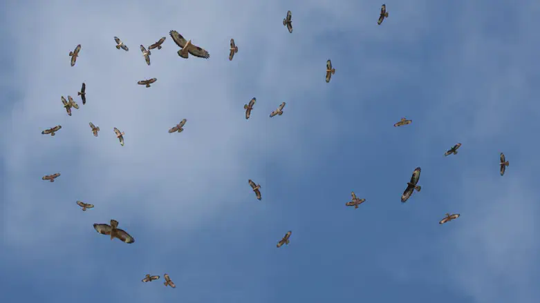 את האיה למינה...