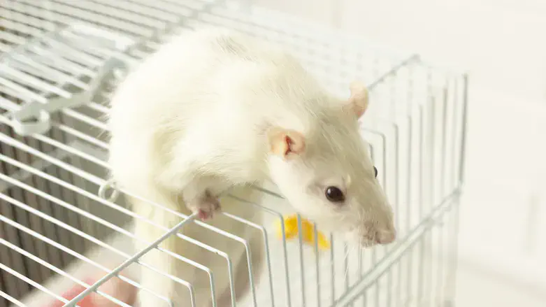 Lab rodent (illustrative)