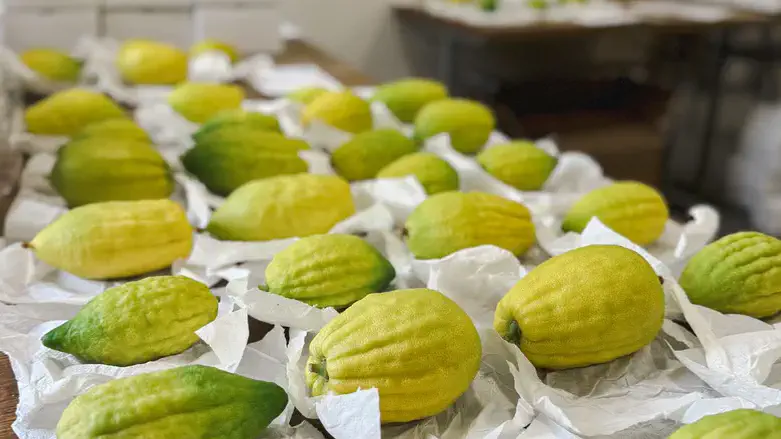 אתרוגים שהועברו לאוקראינה