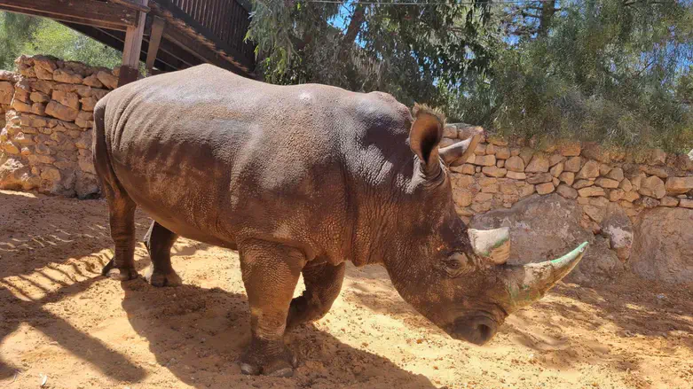 טופאק בגן החיות התנכ"י