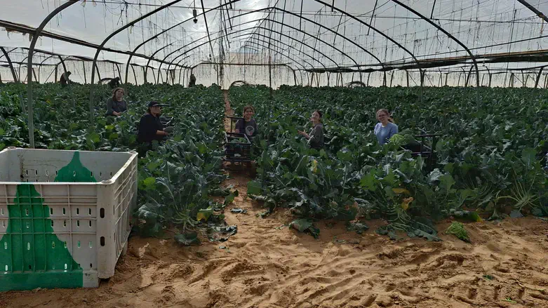 Farm in the south