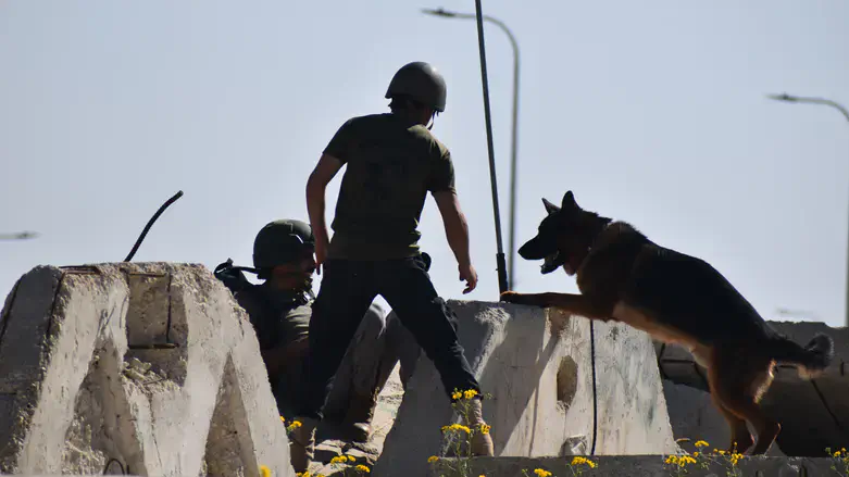 During the exercise