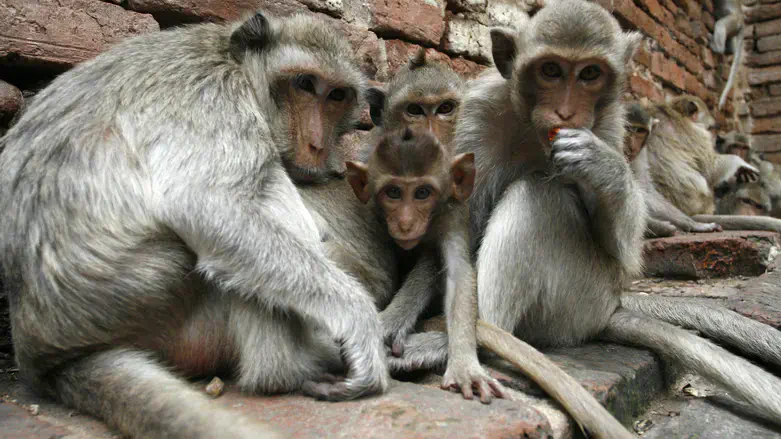 Обезьяны (иллюстрация)