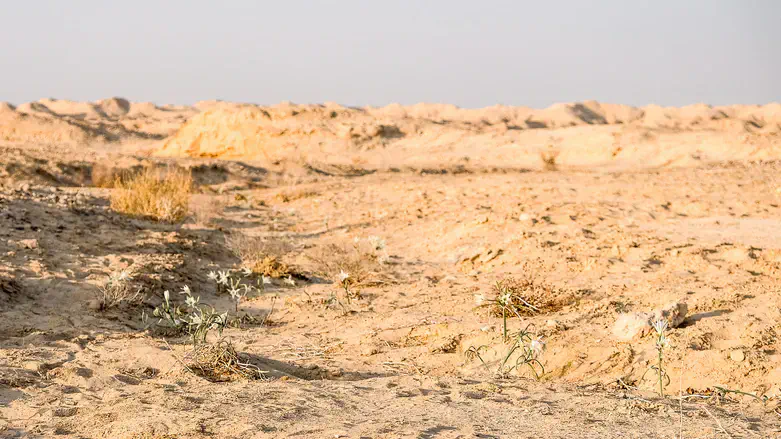 שביל החבצלות על שם אהד כהן ז''ל
