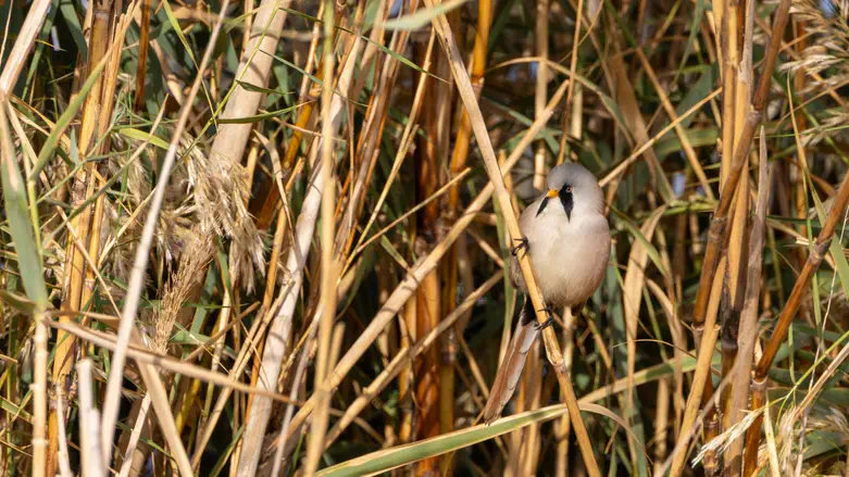 שפמתן בבאר שבע