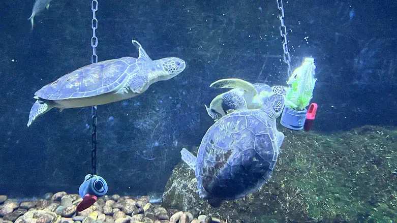 צבי ים באקווריום ישראל