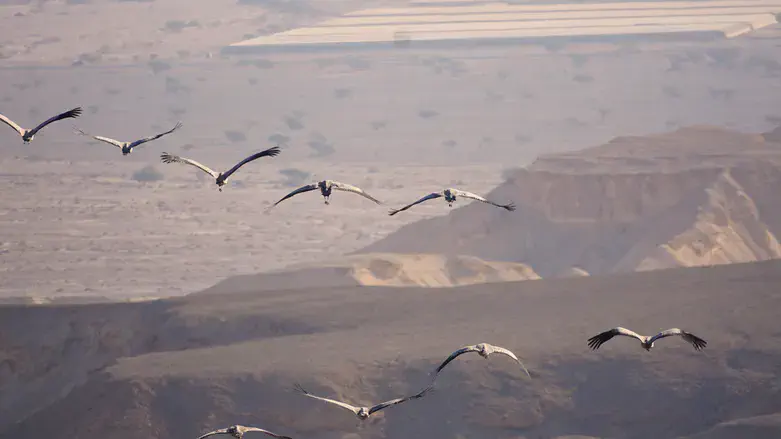 עגורים מעל יישוב ספיר