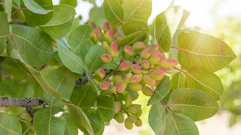 עץ פיסטוק