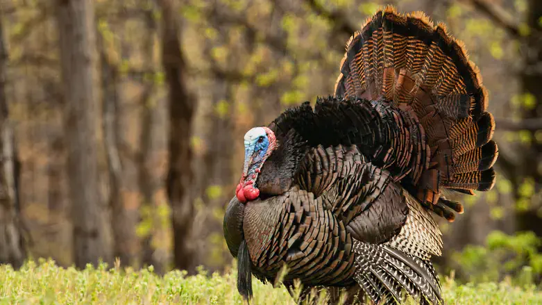 Indian turkey