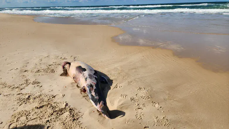 גופת הדולפין בחוף