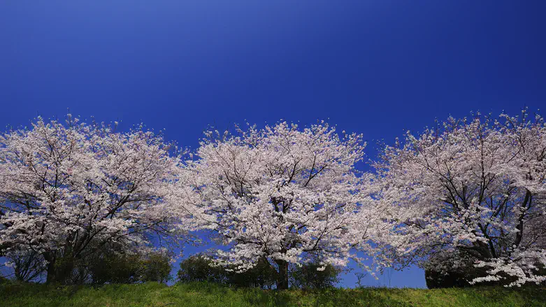 Japan’s spectacular cherry blossom season