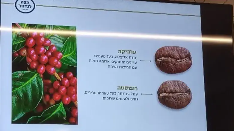 מה בין קפה לקפה?