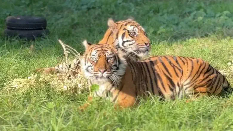 הטיגריסים בספארי