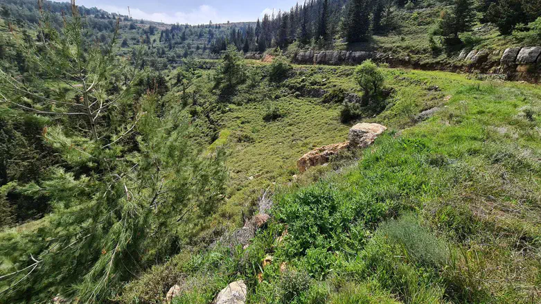 נחל צופית תחתון