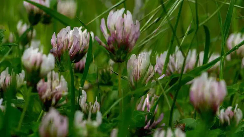 פריחה פארק האירוס