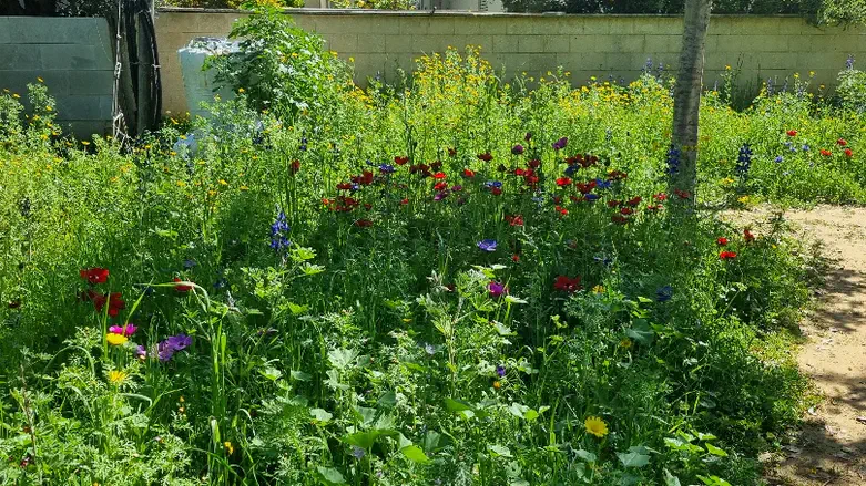 תורמוסים וכלניות