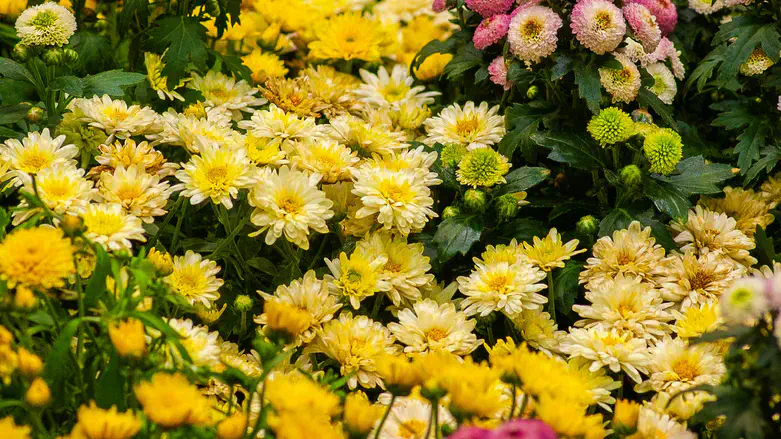 הכי טוב כריזנטמה, פרחים נמוכים שמאפשרים לשכנים תצפית ישירה על הבית. אילוסטרציה