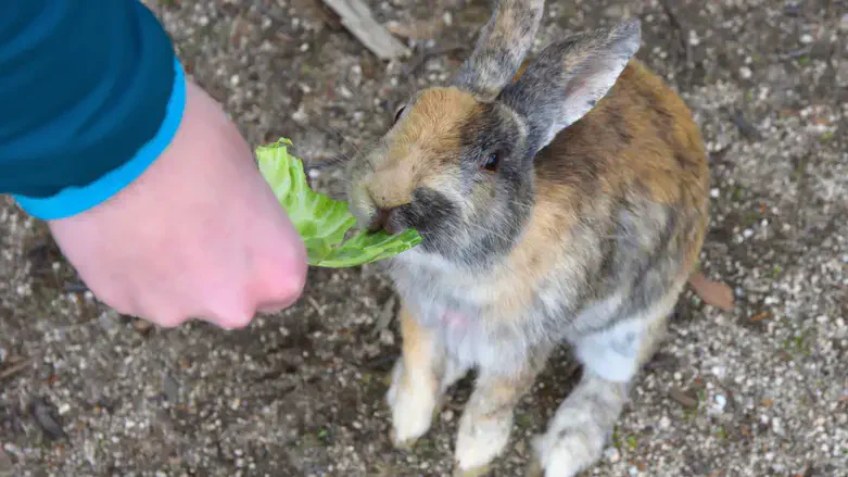 אוכל לארנבים