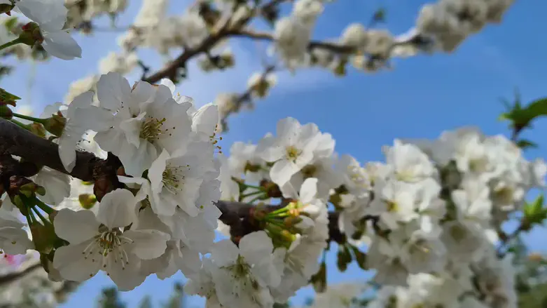 פריחת הדובדבן
