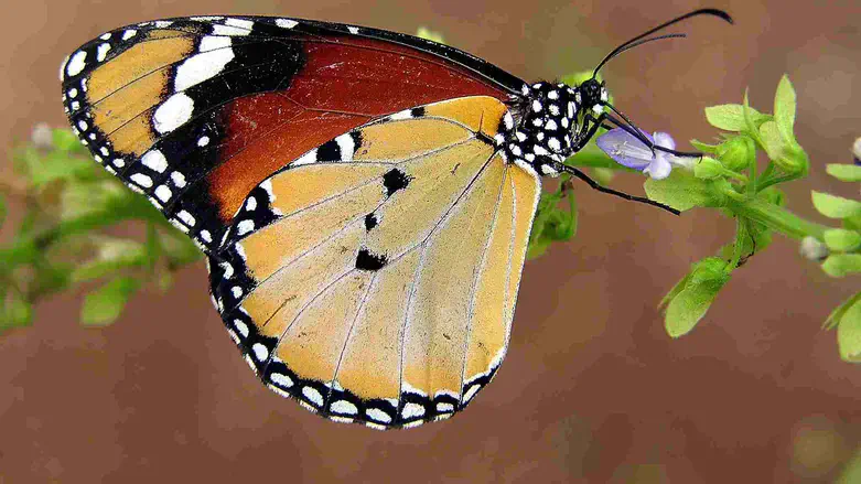 דנאית הדורה