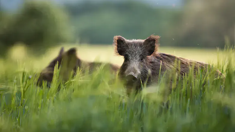 Wild boars (illustrative)