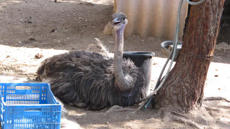 יען. (אין ליען זו קשר לכתבה)