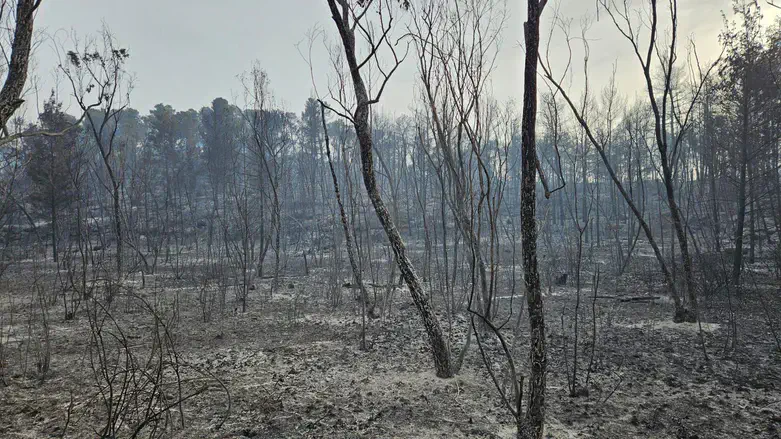 Forest following the fires near Jerusalem